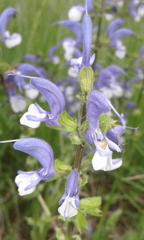 Lamiacea da ID